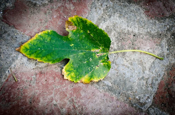 Jesień liścia tekstura tło — Zdjęcie stockowe