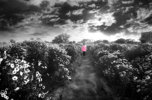 Niña caminando en los campos de flores —  Fotos de Stock