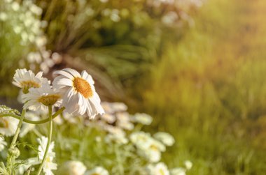 Bahar çiçek alanları