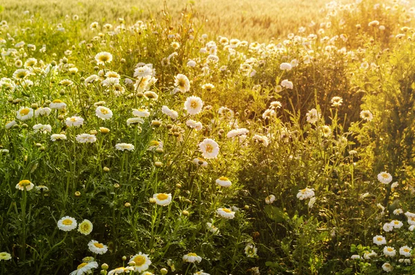 Campos de flores primavera — Fotografia de Stock