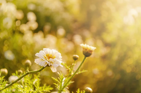 Wiosna kwiatów pól — Zdjęcie stockowe