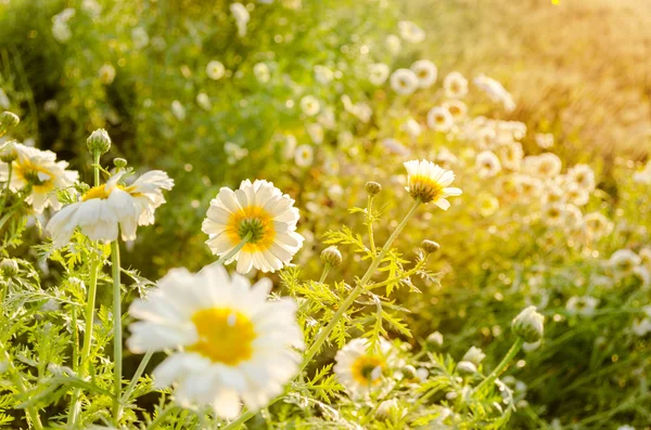 Campos de flores primavera — Fotografia de Stock