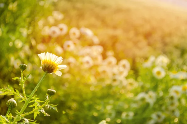 Campos de flores primavera — Fotografia de Stock