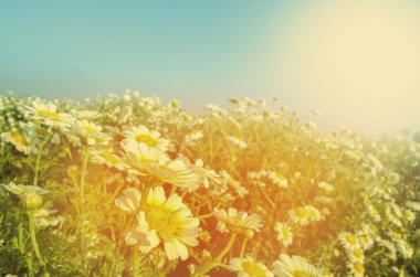 papatya çiçek alan veya bahçe beyaz çiçek gibi