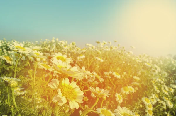 Gänseblümchen wie weiße Blume im Blumenfeld oder Garten — Stockfoto