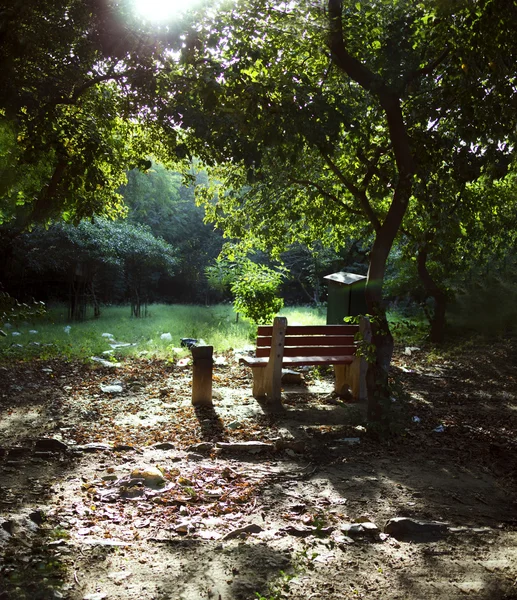 Bankje in bossen bos fel licht — Stockfoto