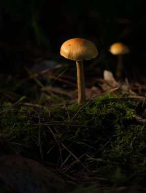 Ormandan gelen mantar