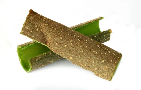 Tree Bark Medicinal Moringa Oleifera White Background — Stock Fotó