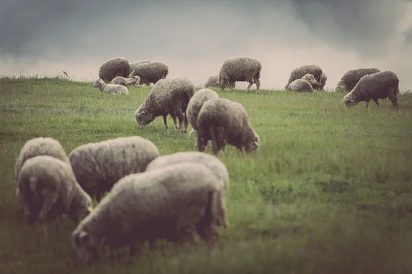 Schafe auf einem Hügel — Stockfoto