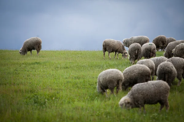 Schafe auf einem Hügel — Stockfoto