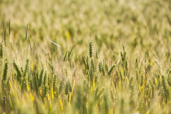 Campo di grano in estate — Foto Stock