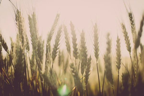 Campo di grano in estate — Foto Stock
