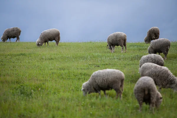 Ovelhas em uma colina — Fotografia de Stock