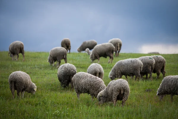 Moutons sur une colline — Photo