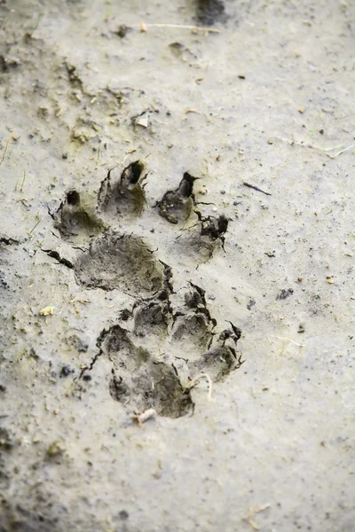 Marca da pata do cão — Fotografia de Stock