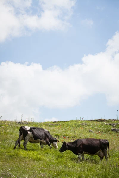 Holstein cows grazing — Stock Photo, Image