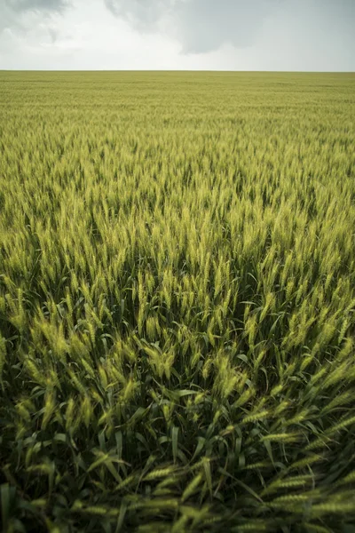 Pšeničné pole v létě — Stock fotografie
