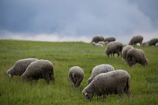 Ovelhas em uma colina — Fotografia de Stock