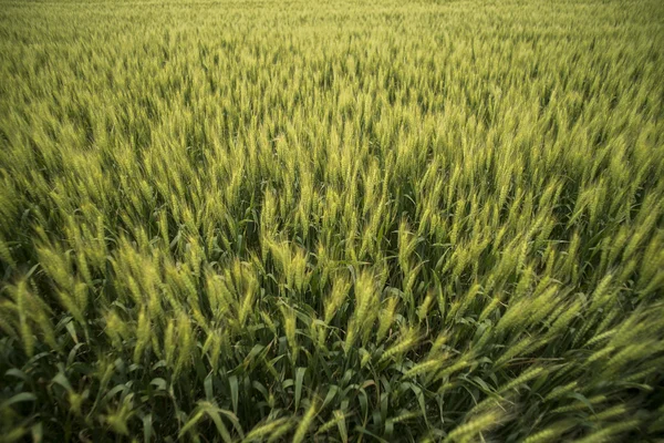 Campo de trigo no verão — Fotografia de Stock