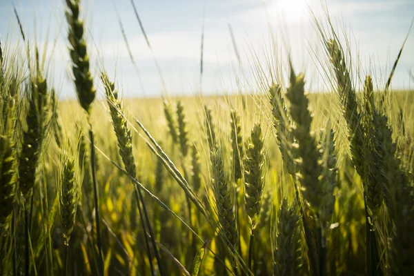 Vetefält på sommaren — Stockfoto