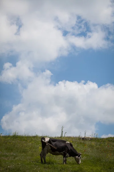 Holstein cow grazing — Stock Photo, Image