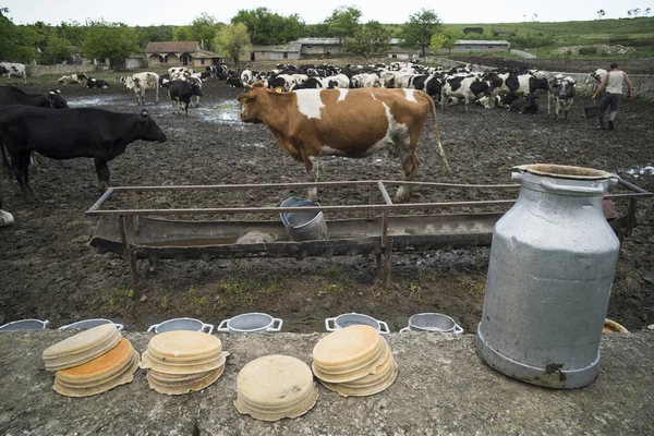 Αγελάδων Χολστάιν στο αγρόκτημα — Φωτογραφία Αρχείου