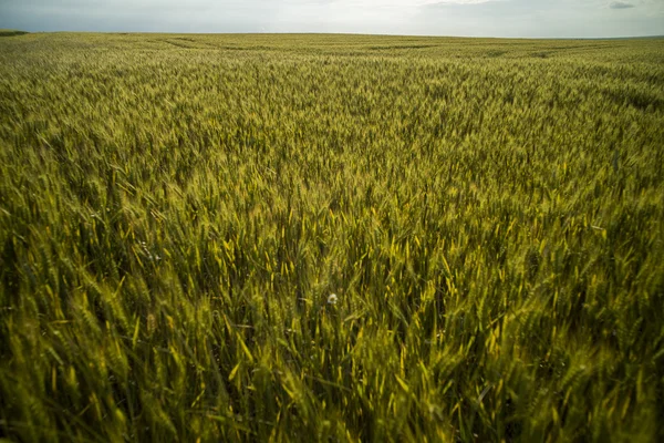 Weizenfeld im Sommer — Stockfoto