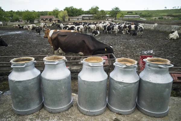 Holstein koeien in boerderij — Stockfoto