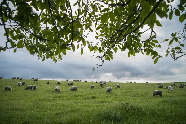 Schafe weiden auf einem Hügel — Stockfoto