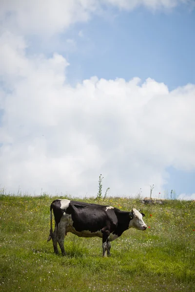 Χολστάιν αγελάδα βοσκή — Φωτογραφία Αρχείου