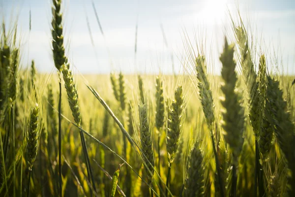 Wheat field in summer — Stock Photo, Image