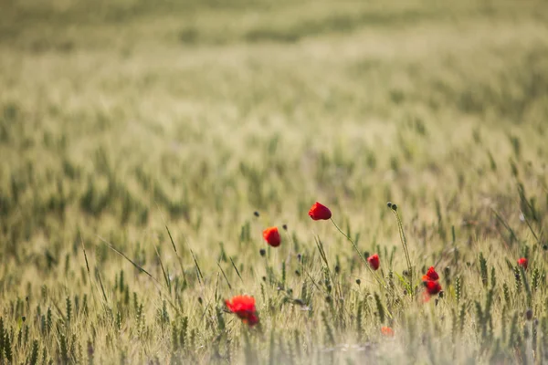 Pšeničné pole v létě — Stock fotografie