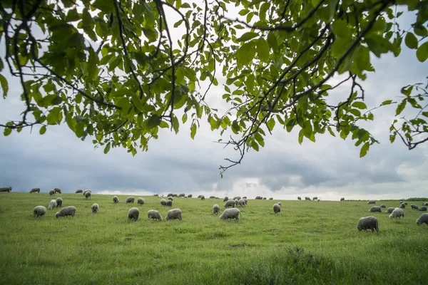 Ovejas pastando en una colina — Foto de Stock