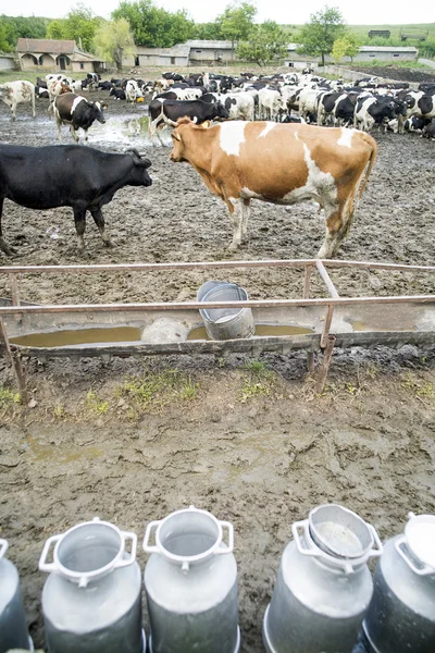 Αγελάδων Χολστάιν στο αγρόκτημα — Φωτογραφία Αρχείου