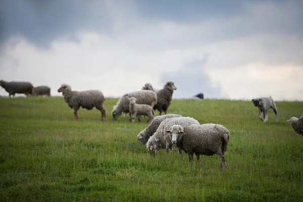 Ovelhas pastando em uma colina — Fotografia de Stock