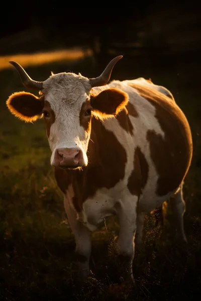 Afbeelding Van Koeien Grazen Een Prachtig Zonsondergang Licht — Stockfoto