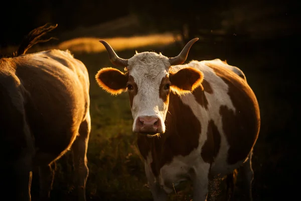 Imagem Vacas Pastando Uma Bela Luz Pôr Sol — Fotografia de Stock