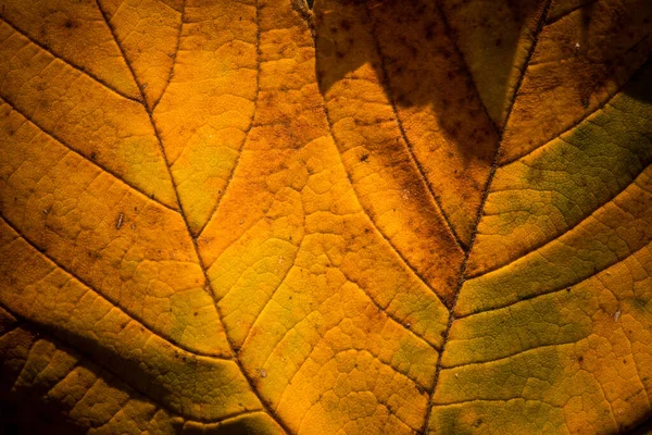 Tutup Gambar Daun Dengan Warna Musim Gugur — Stok Foto