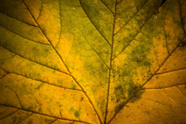 Detailní Záběr Listu Podzimními Barvami — Stock fotografie