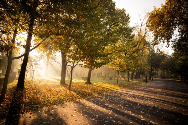 秋天的一天 森林里太阳光的彩色图像 — 图库照片
