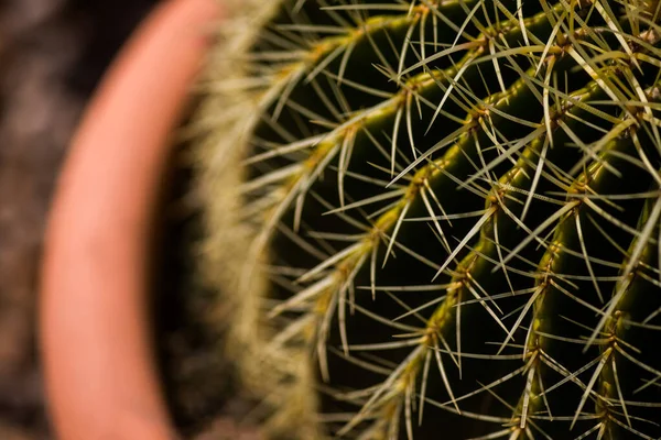 Close Photo Green Cactus Thorns — Stock Photo, Image