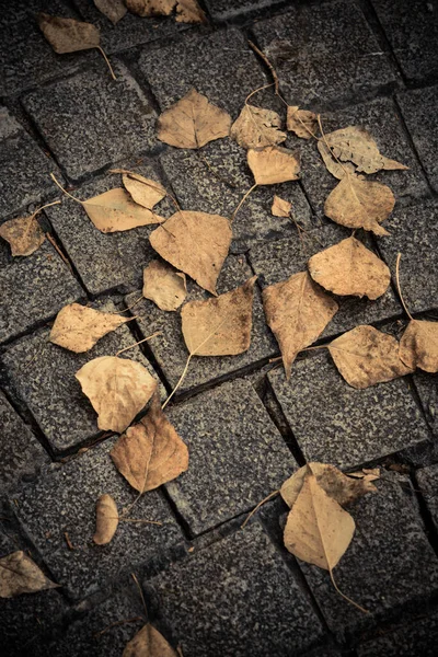 Gros Plan Des Feuilles Aux Couleurs Automnales Sur Trottoir — Photo