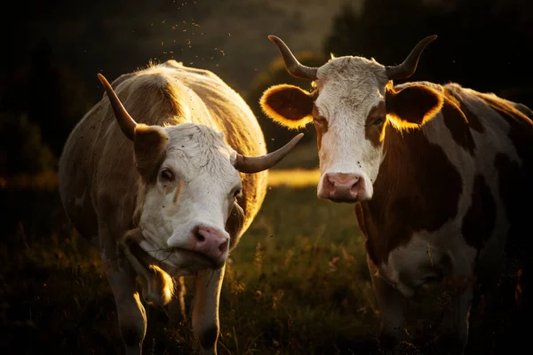 Imagen Vacas Pastando Una Hermosa Luz Del Atardecer —  Fotos de Stock