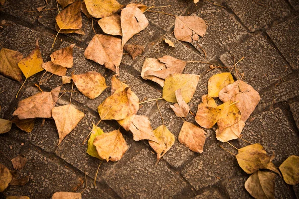 Nahaufnahme Von Blättern Mit Herbstfarben Auf Dem Bürgersteig — Stockfoto