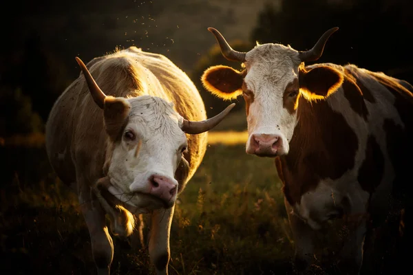 Εικόνα Αγελάδων Που Βόσκουν Ένα Όμορφο Φως Ηλιοβασιλέματος Royalty Free Εικόνες Αρχείου