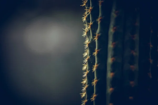 Foto Vicino Una Spina Cactus Verde — Foto Stock