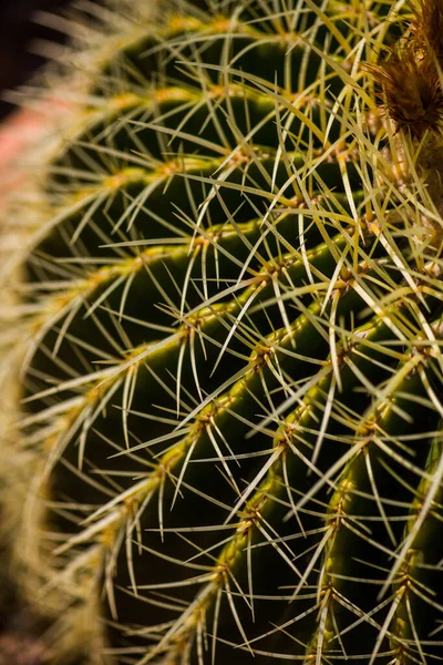 Close Photo Green Cactus Thorns — Stock Photo, Image