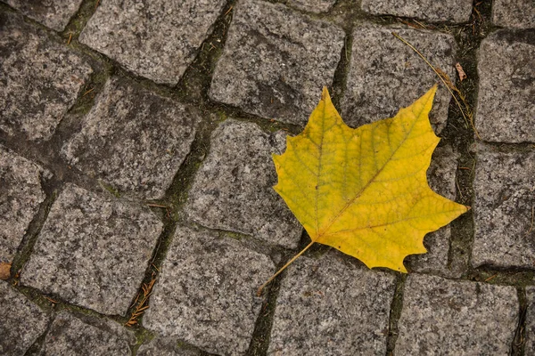 Sonbahar Renklerinde Kaldırımda Bir Yaprağın Yakın Çekim Görüntüsü — Stok fotoğraf