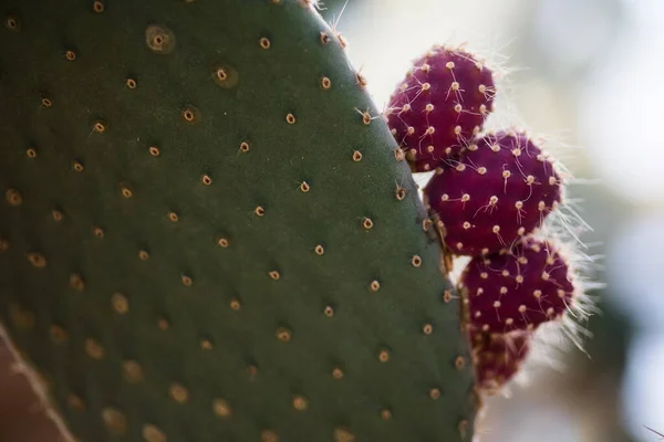 Zavřít Fotografii Zelených Červených Kaktusových Trnů — Stock fotografie