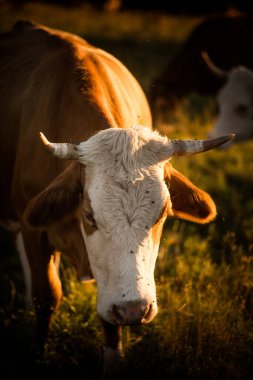 Güzel bir gün batımı ışığında otlayan ineklerin görüntüsü.